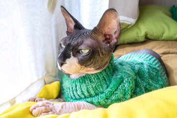 Cat of breed the canadian Sphinx in sweater near the window. Hairless tomcat portrait close up.