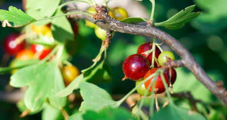 Green and red yoshta berries on a bush, in the rays of the sun. Hybrid of gooseberry and black currant. Autumn harvest