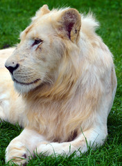 White lion is a rare color mutation of the lion. Until 2009 when the first pride of white lions was...