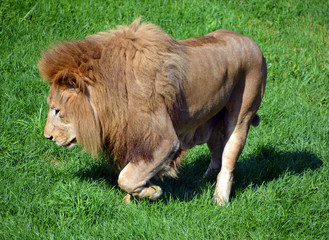 Lion is one of the four big cats in the genus Panthera, and a member of the family Felidae. With...