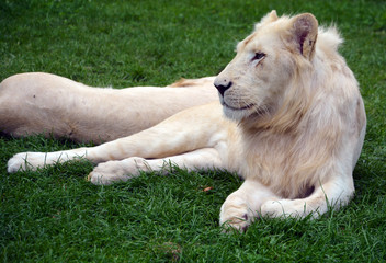 White lion is a rare color mutation of the lion. Until 2009 when the first pride of white lions was...