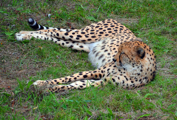 The cheetah is a large-sized feline inhabiting most of Africa and part of the Middle East.The cheetah is the only extant member of the genus Acinonyx,most notable for modifications in the species paws © Daniel Meunier