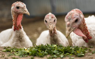 White turkeys feeding in a barnyard. Front view. Focus on center