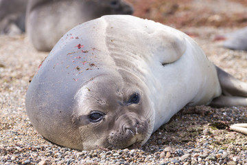 Elephant seal on beach close up, Patagonia, Argentina