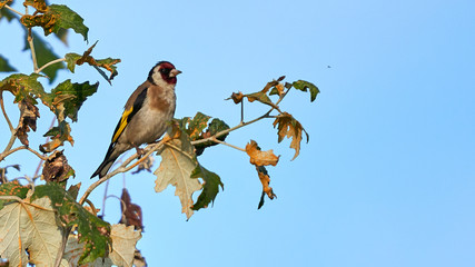 Fototapeta premium Adult Male European Goldfinch