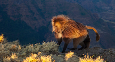 Babuino Gelada,Montañas Simien, Etiopia, Africa