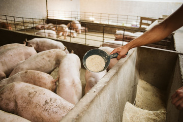 A group of pigs eating on a farm, a human hand gives food to pigs