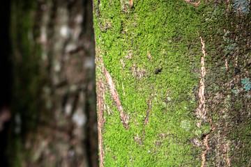 Detail of Atlantic rainforest in Brazil
