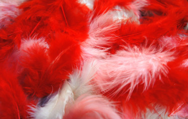 colored feathers close-up photo. red, pink, white fluffy feathers background