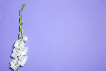 Beautiful white gladiolus flowers on violet background, top view. Space for text