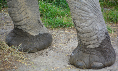Close up African elephants are elephants of the genus Loxodonta. The genus consists of two extant...