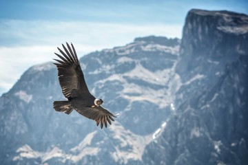 eagle in flight