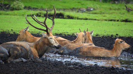 Pere David's deer, also known as the milu or elaphure, is a species of deer that is currently extinct in the wild all known specimens are found only in captivity. © Daniel Meunier