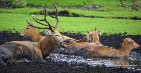 Pere David's deer, also known as the milu or elaphure, is a species of deer that is currently extinct in the wild all known specimens are found only in captivity. © Daniel Meunier