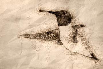 Sketch of Black-Chinned Hummingbird Searching for Nectar in the Flower Garden