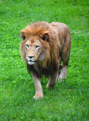 Lion is one of the four big cats in the genus Panthera, and a member of the family Felidae. With...