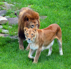 Lion is one of the four big cats in the genus Panthera, and a member of the family Felidae. With...
