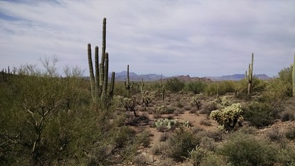 Desert Landscape