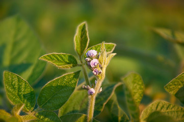 The stem of a flowering soy plant in a field reaches for the sun. Young flowering soybean plants on the field.  Selective focus.