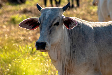 A group of cattle in confinement in Brazil