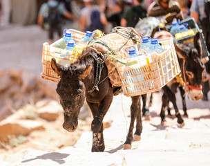Donkey carrying packs of water up the trail in Petra, Jordan. 