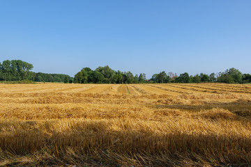 Outdoor view of cut grain harvested wheat field after harvest in summer season against blue cloudy in Meerbusch, countryside of Düsseldorf, Germany.