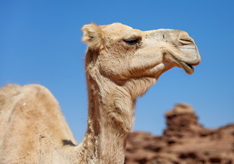 Close up of a camel's face. 