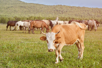 Fototapeta na wymiar Red cow grazing in the meadow.