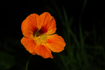 Una flor naranja en la oscuridad