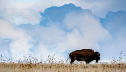 buffalo on cloudy ridge