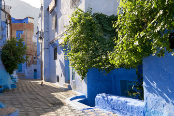 Empty blue street and the green tree in the old Medina in Chefchaouen in Morocco.