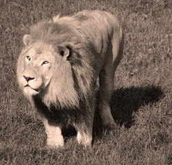 Lion is one of the four big cats in the genus Panthera, and a member of the family Felidae. With...