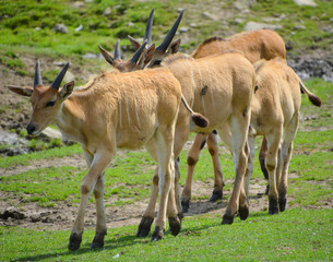 The common eland, also known as the southern eland or eland antelope, is a savannah and plains...