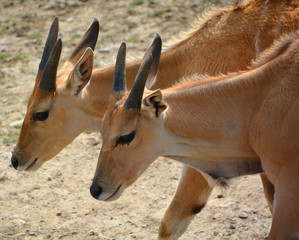 The common eland, also known as the southern eland or eland antelope, is a savannah and plains...