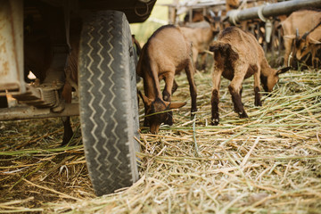 A group of brown goats on a farm in the yard