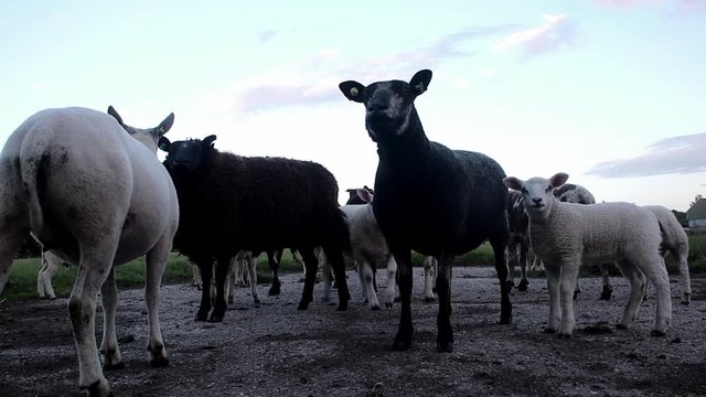 grazing sheep low angle close up HD footage
