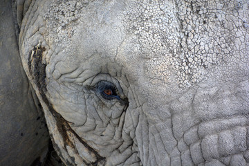 Close up African elephants are elephants of the genus Loxodonta. The genus consists of two extant...