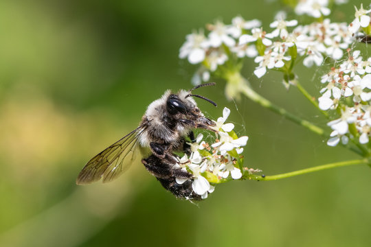 Ashy mining bee (Andrena cineraria)