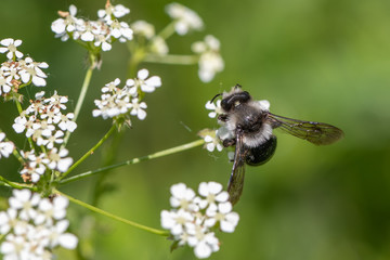 Ashy mining bee (Andrena cineraria)