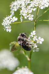 Ashy mining bee (Andrena cineraria)