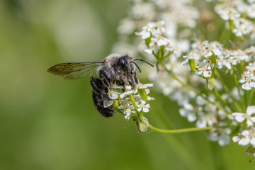 Ashy mining bee (Andrena cineraria)