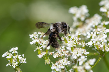 Ashy mining bee (Andrena cineraria)