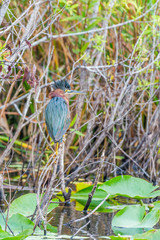 Green heron.Anhinga trail.Everglades National Park.Florida.USA