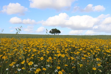 Fototapeta premium Árvore num campo de flores selvagens