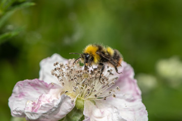 Bumble bee on Blackberry flower.