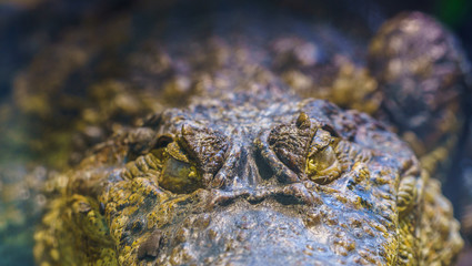 Krokodyl, crocodil