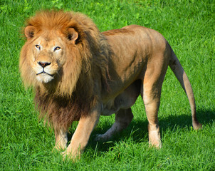 Lion is one of the four big cats in the genus Panthera, and a member of the family Felidae. With...