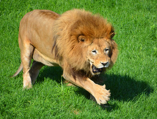 Lion is one of the four big cats in the genus Panthera, and a member of the family Felidae. With...