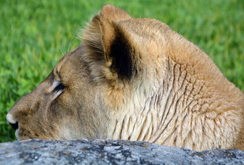 Lion is one of the four big cats in the genus Panthera, and a member of the family Felidae. With...