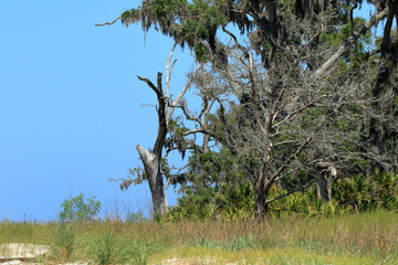 Dead treas at the edge of a beach